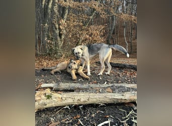 Hübscher Murphy sucht sein eigenes Körbchen