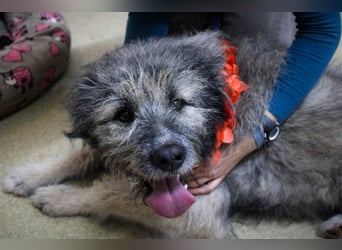 Süßer Smoky sucht liebe Familie