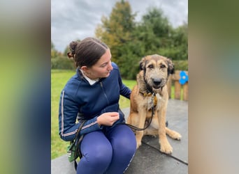 Hübscher Murphy sucht sein eigenes Körbchen