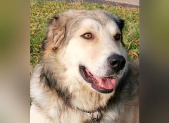 Fistic, süßer Dreibeiner, möchte auch so gerne eine Familie. Wer gibt ihm eine Chance?