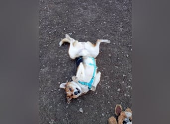 Goldige Alba sucht ihr eigenes Körbchen