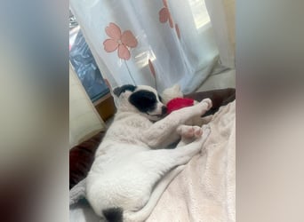 Goldige Melba sucht ihr eigenes Körbchen