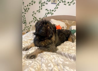 Wuscheliger Grey sucht seine Familie