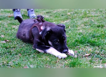 Sio, Bruder von Sally und Sully sucht auch seine Familie