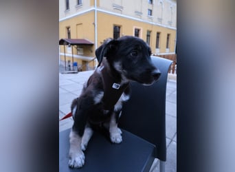 Sio, Bruder von Sally und Sully sucht auch seine Familie