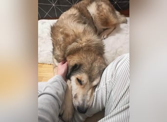 Fistic, süßer Dreibeiner, möchte auch so gerne eine Familie. Wer gibt ihm eine Chance?