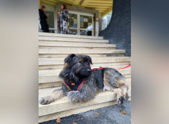 Wuscheliger Grey sucht seine Familie