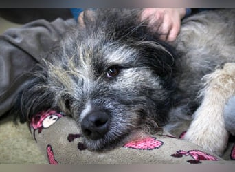 Süßer Smoky sucht liebe Familie