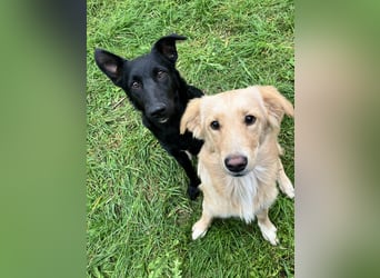 Hübsche Margo sucht ihr Körbchen