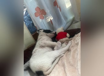 Goldige Melba sucht ihr eigenes Körbchen