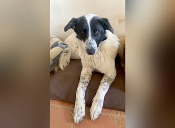 Große Monnie sucht passendes Körbchen