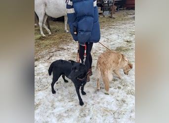 Hübsche Margo sucht ihr Körbchen
