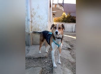 Goldige Alba sucht ihr eigenes Körbchen