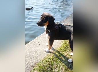 Knuffiger Boston sucht seine Familie