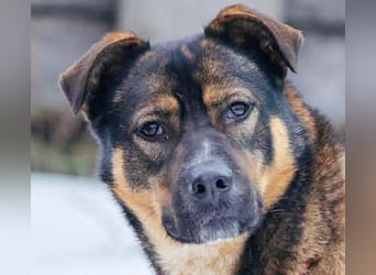 Amira möchte endlich ein liebevolles Zuhause