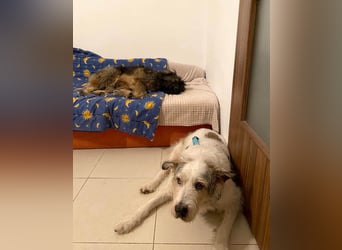 Wuscheliger Grey sucht seine Familie