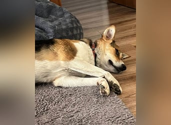 Goldige Alba sucht ihr eigenes Körbchen