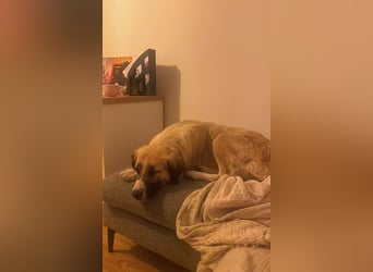 Große Odette sucht ihr eigenes Zuhause