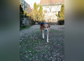 Goldige Alba sucht ihr eigenes Körbchen