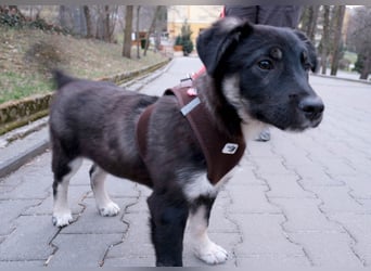 Sio, Bruder von Sally und Sully sucht auch seine Familie