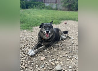 Wer gibt dem älteren Boris eine Chance auf ein Zuhause?