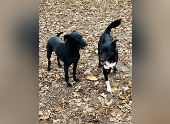 Wunderschöne Mai sucht ihre Familie