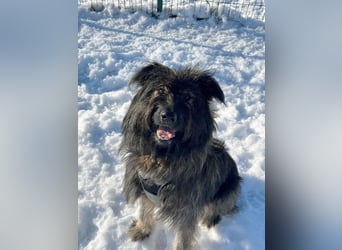 Wuscheliger Grey sucht seine Familie