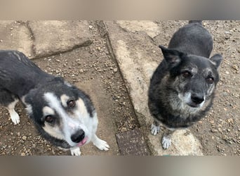 Wer gibt dem älteren Boris eine Chance auf ein Zuhause?