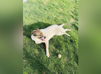 Hübsche Olive sucht ihr eigenes Körbchen