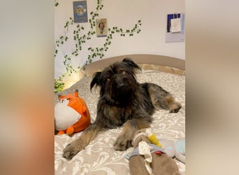 Wuscheliger Grey sucht seine Familie