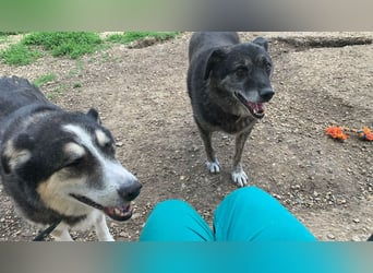 Wer gibt dem älteren Boris eine Chance auf ein Zuhause?