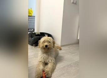 Zuckersüße Radya sucht ihr Zuhause