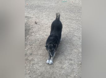 Wer gibt dem älteren Boris eine Chance auf ein Zuhause?