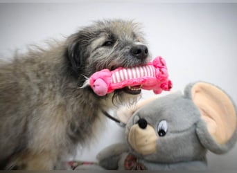 Süßer Smoky sucht liebe Familie