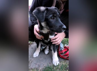 Sio, Bruder von Sally und Sully sucht auch seine Familie