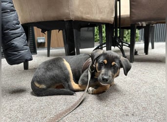 Knuffiger Boston sucht seine Familie