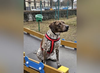 Stella hat schon viel dazu gelernt, wer gibt ihr ein Zuhause?