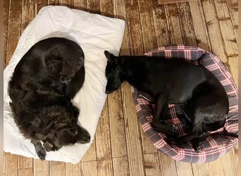 Wunderschöne Mai sucht ihre Familie