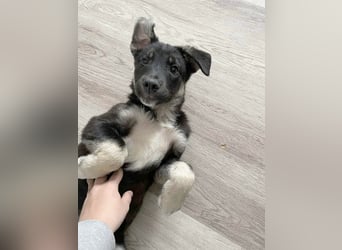 Sio, Bruder von Sally und Sully sucht auch seine Familie