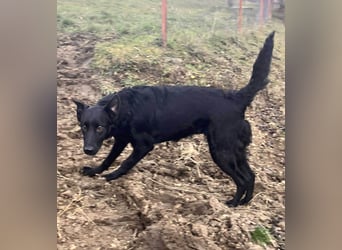 Hübsche Margo sucht ihr Körbchen