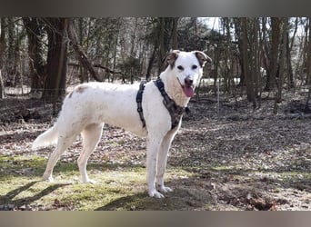 Letizia: Traumhund für sportliche Menschen