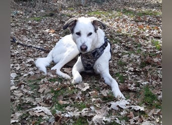 Letizia: Traumhund für sportliche Menschen