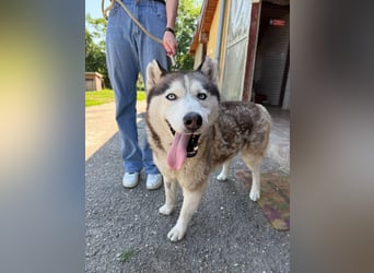 Wasserbegeisteter Husky Hektor such seine "für immer" Menschen !