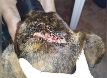 Alfónzo Zulu hat schon viel Schlimmes in seinem jungen Leben erlebt !