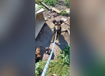 Kifli hat in ihrem jungen Leben nicht viel Gutes erleben dürfen und möchte jetzt endlich geli