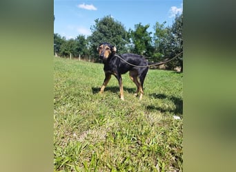 Kifli hat in ihrem jungen Leben nicht viel Gutes erleben dürfen und möchte jetzt endlich geli