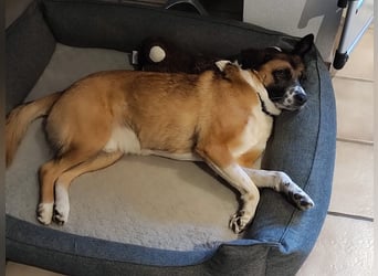 Sportlicher Anton sucht ein neues Zuhause