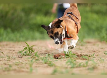 Sportlicher Anton sucht ein neues Zuhause