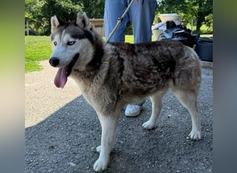 Wasserbegeisteter Husky Hektor such seine "für immer" Menschen !