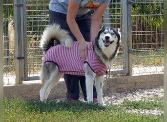 Freundliche und liebe Husky-Mix Dame Magnum mag alle Zwei-und Vierbeiner !